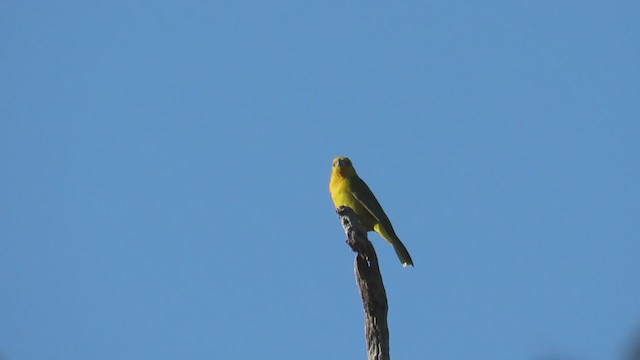 Hepatic Tanager (Lowland) - ML362330801