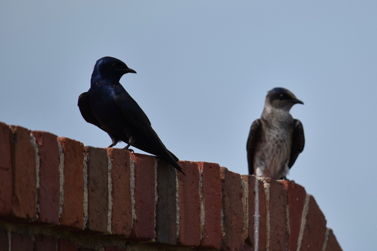 Purple Martin - ML36233201