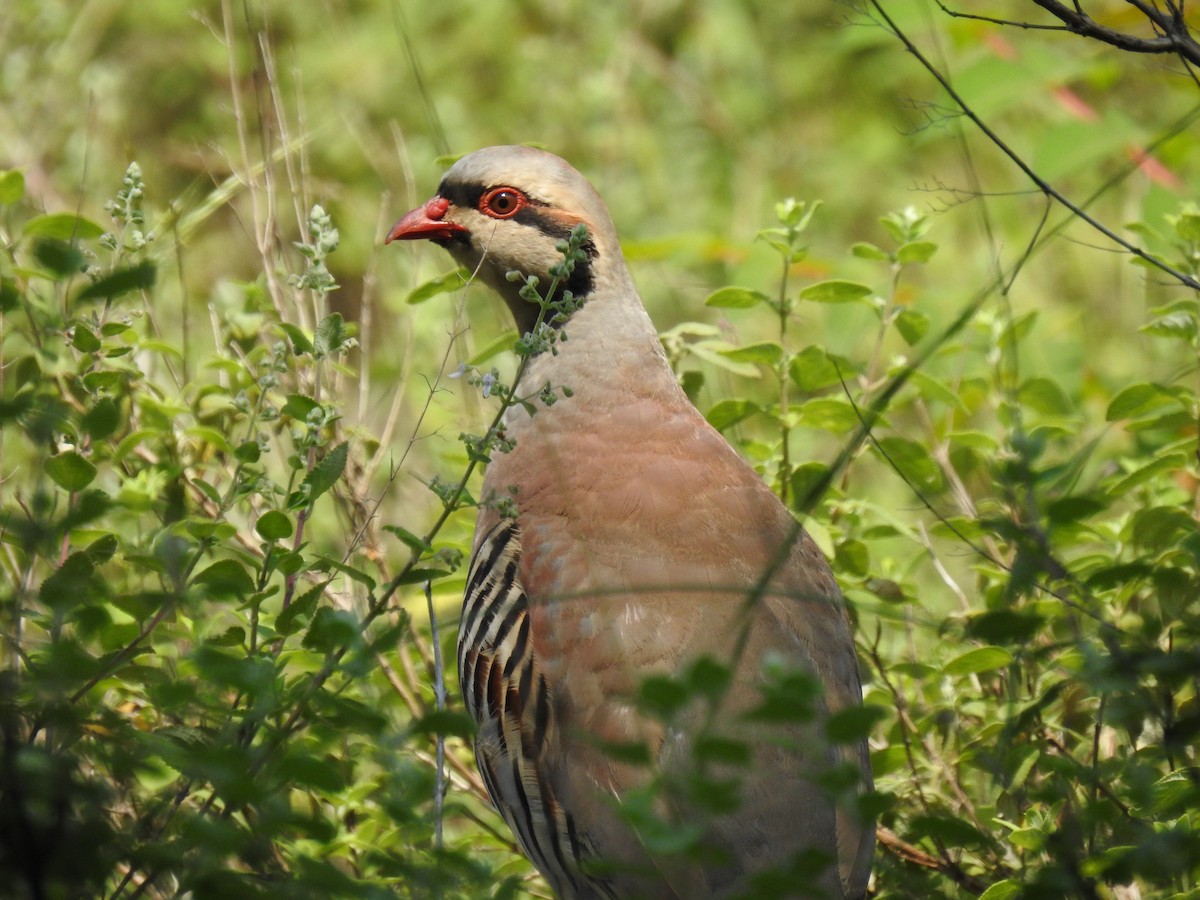 Chukar - Sheikh Riyaz