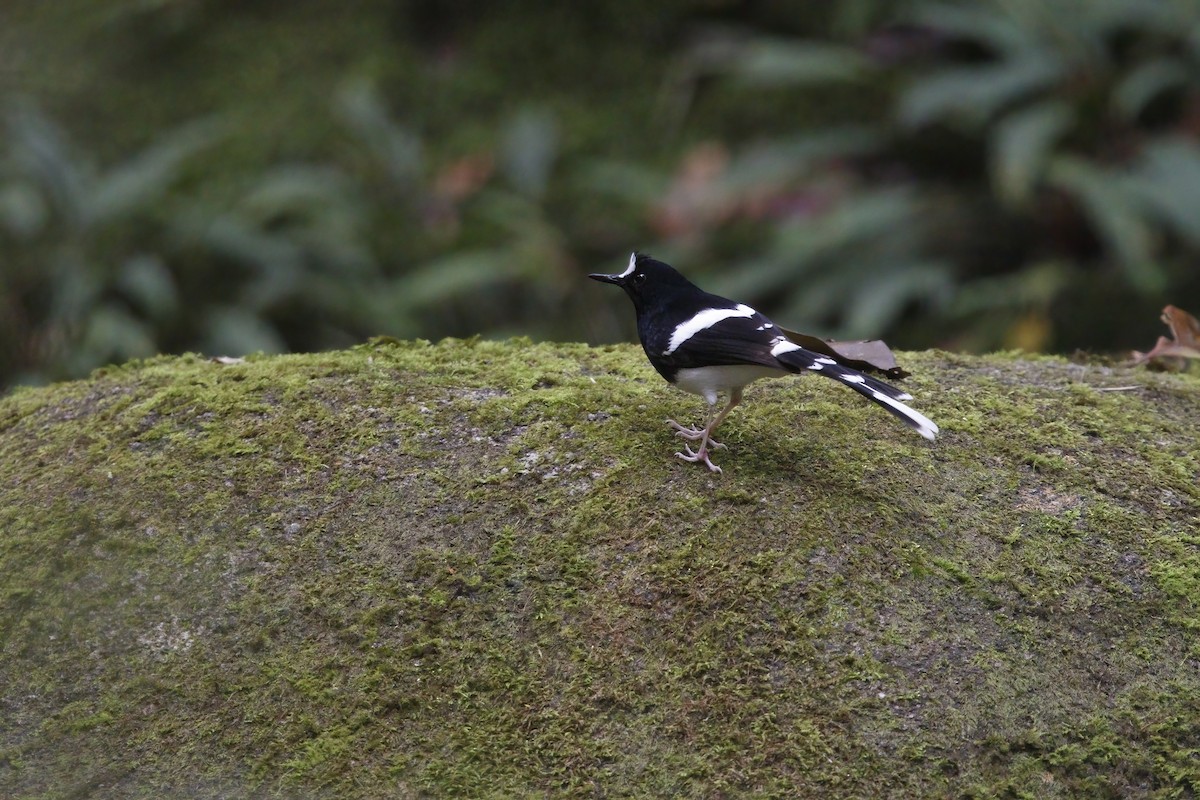 Bornean Forktail - Marco Valentini