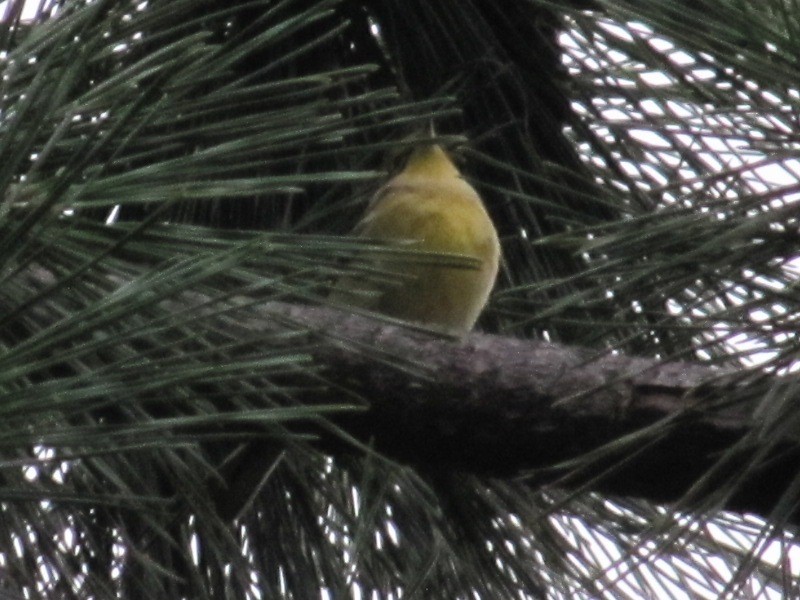 Pine Warbler - ML36233421