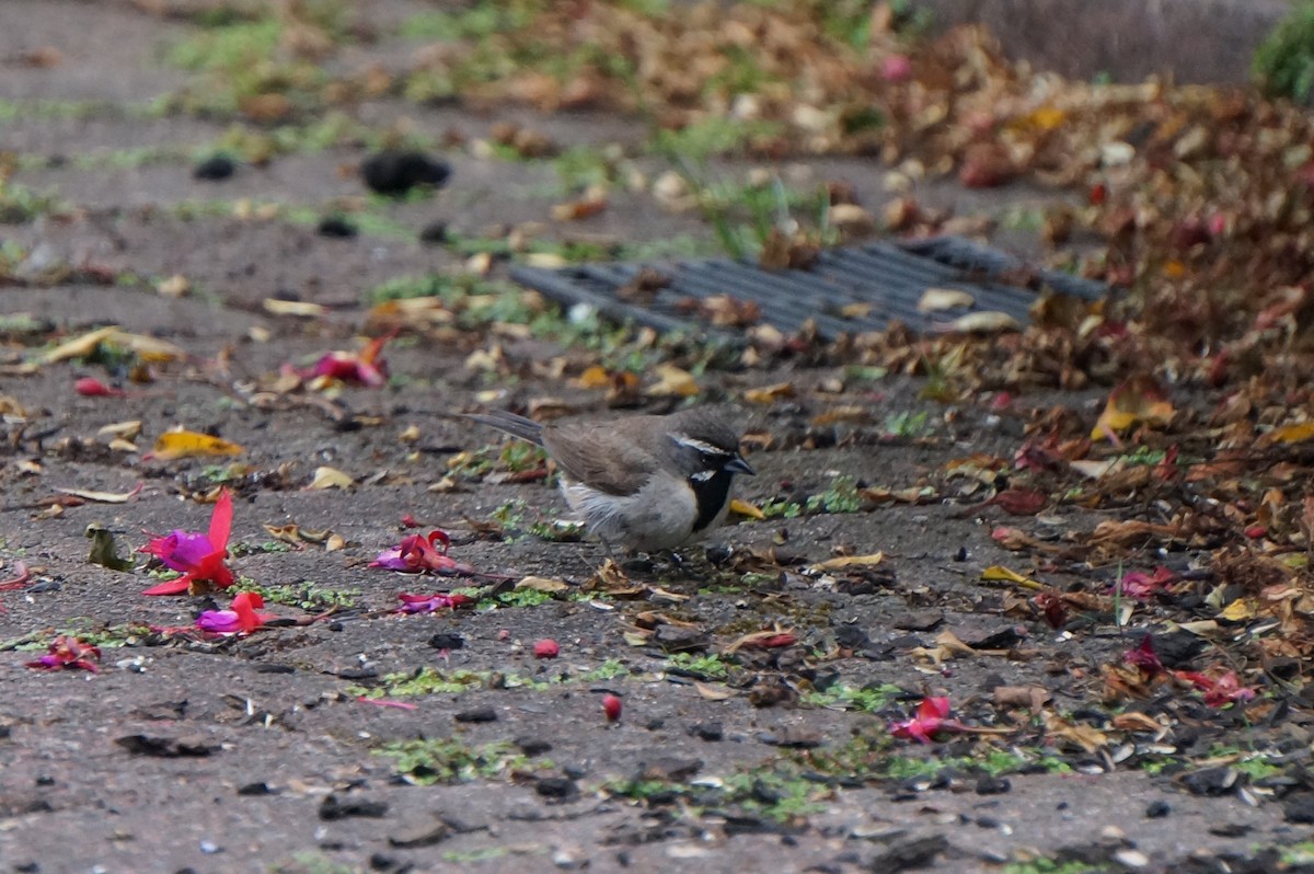 Black-throated Sparrow - ML362334681