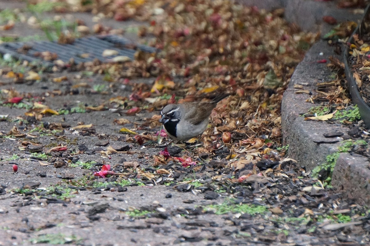 Black-throated Sparrow - ML362334691