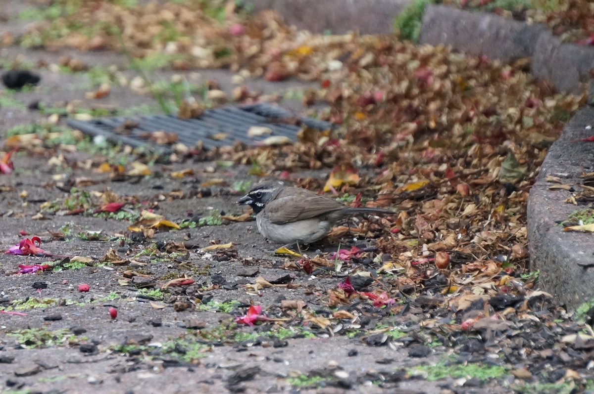 Black-throated Sparrow - ML362334701