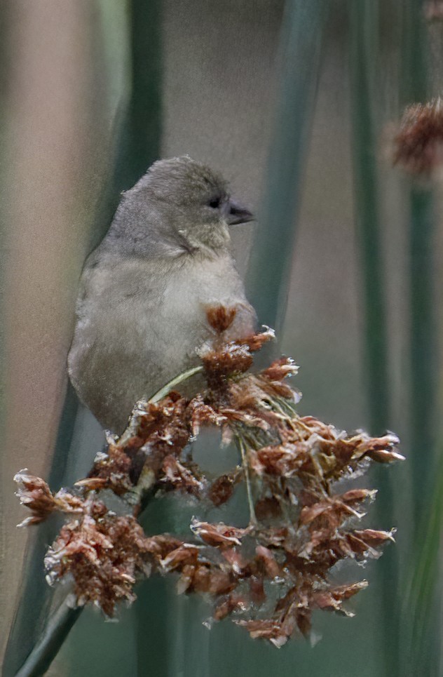 Acanthis ou Spinus sp. - ML362335361