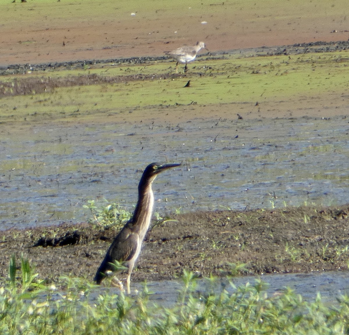 Green Heron - ML362335481