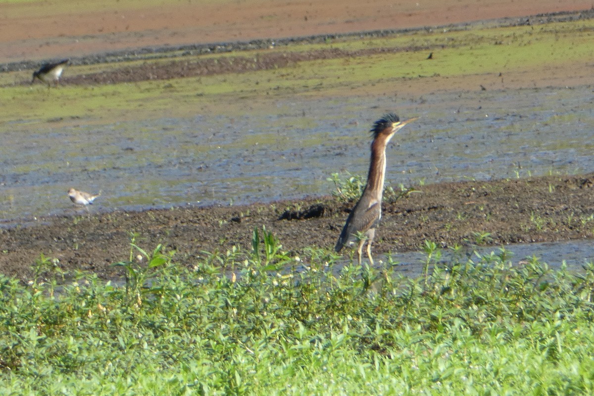 Green Heron - ML362335501