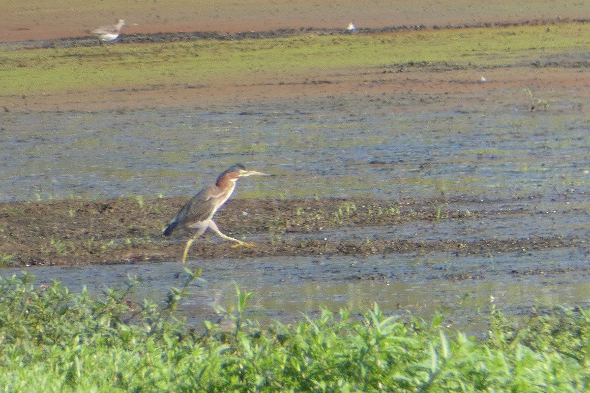 Green Heron - ML362335511