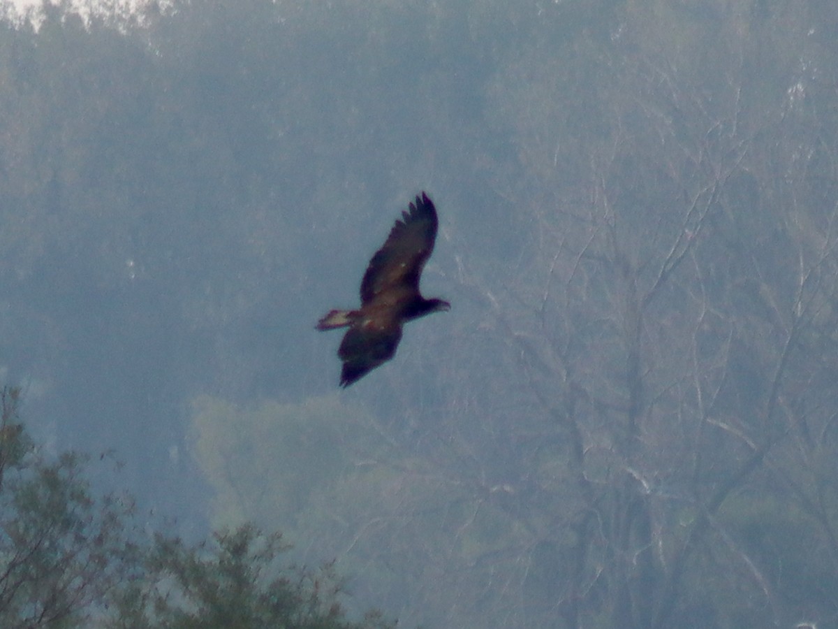 Bald Eagle - ML362335831