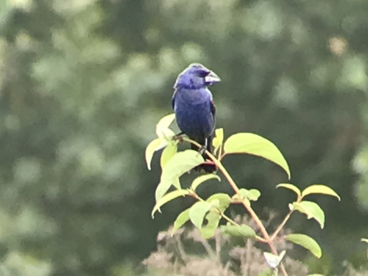 Blue Grosbeak - ML362335951