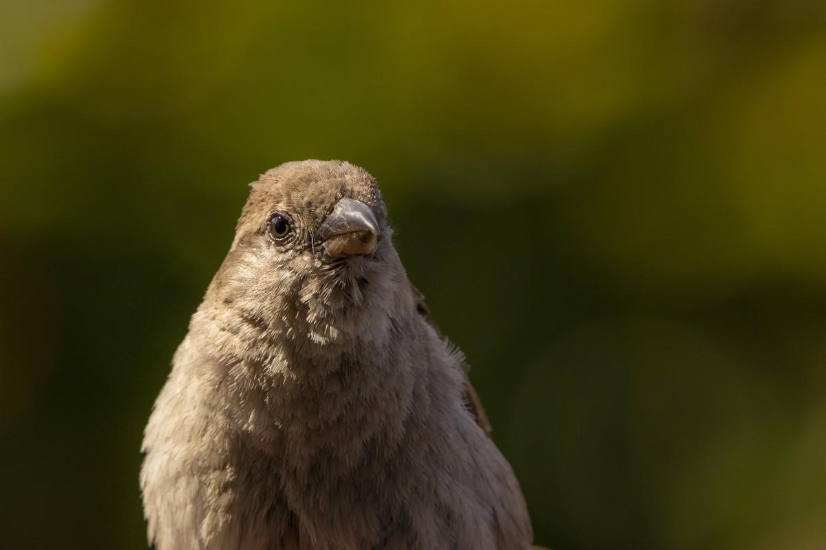 House Sparrow - Aimar Hernández Merino