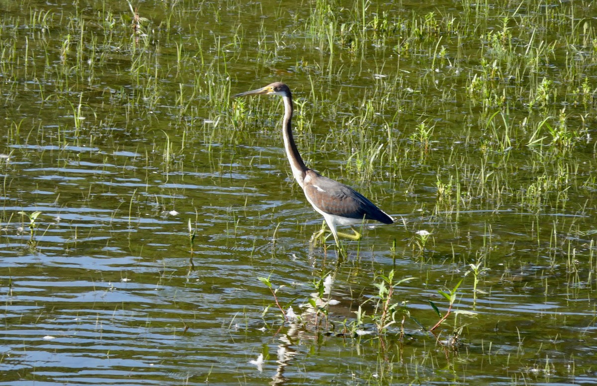 Tricolored Heron - ML362337231