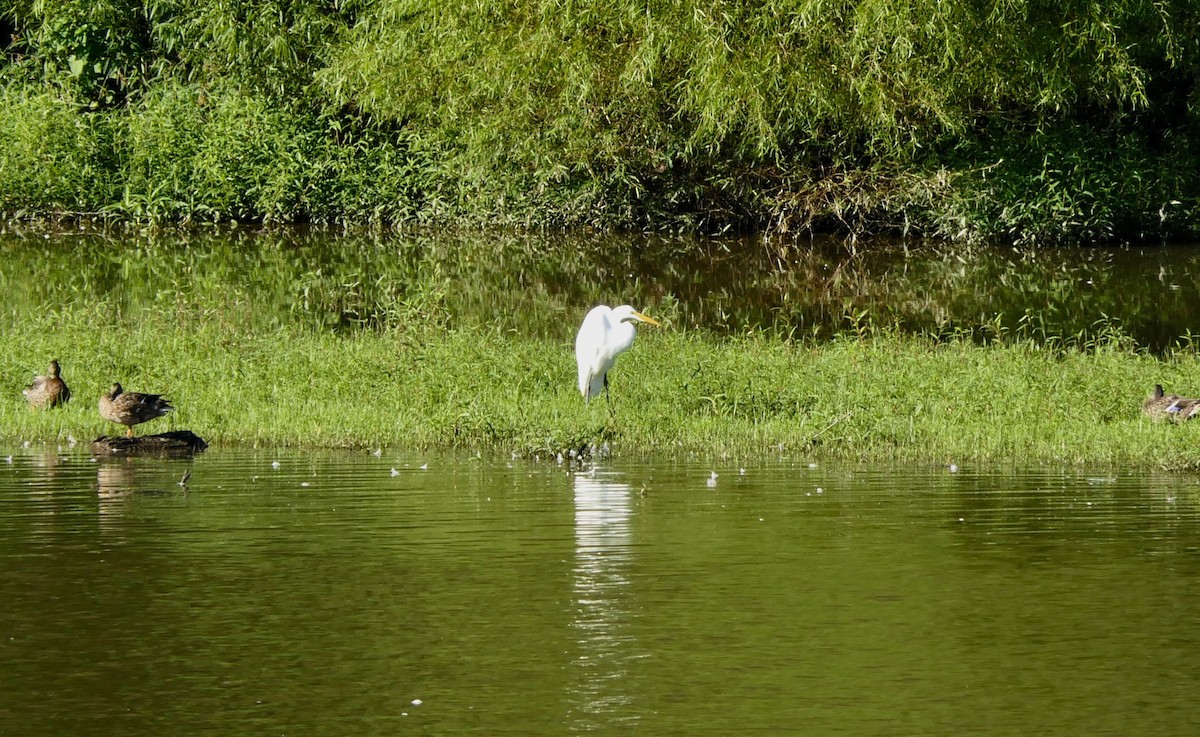 Great Egret - ML362337341