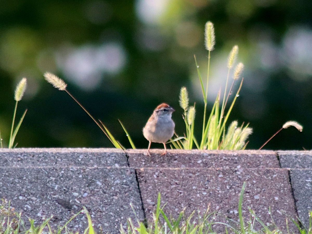 Chipping Sparrow - ML362337651