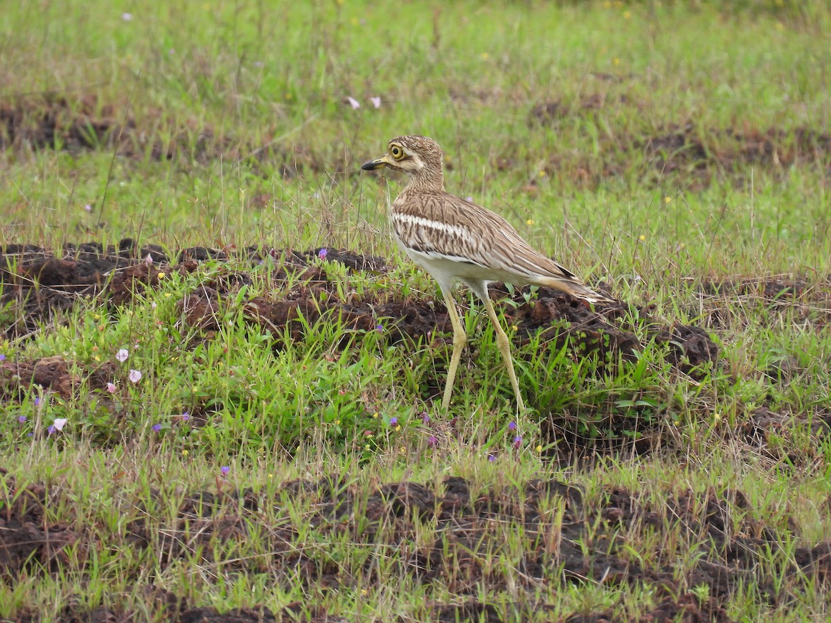 Indian Thick-knee - ML362338521