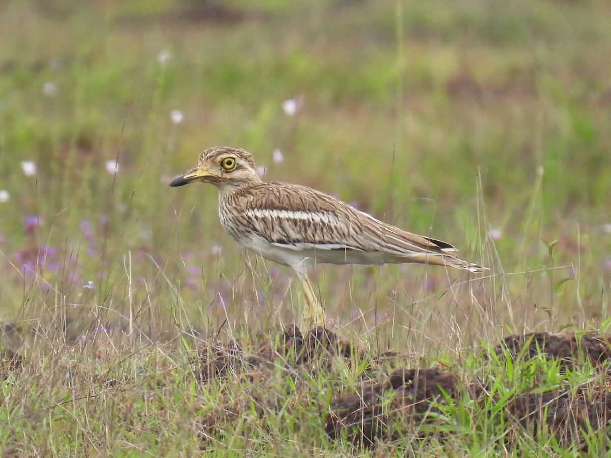 Indian Thick-knee - ML362338531