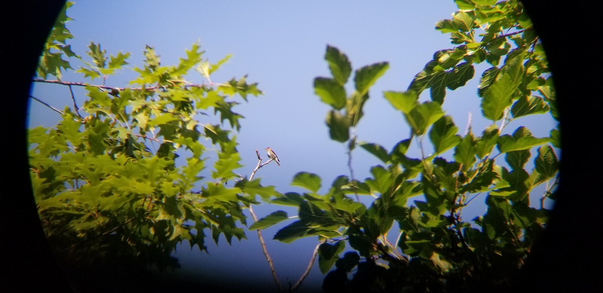 Olive-sided Flycatcher - ML362339301