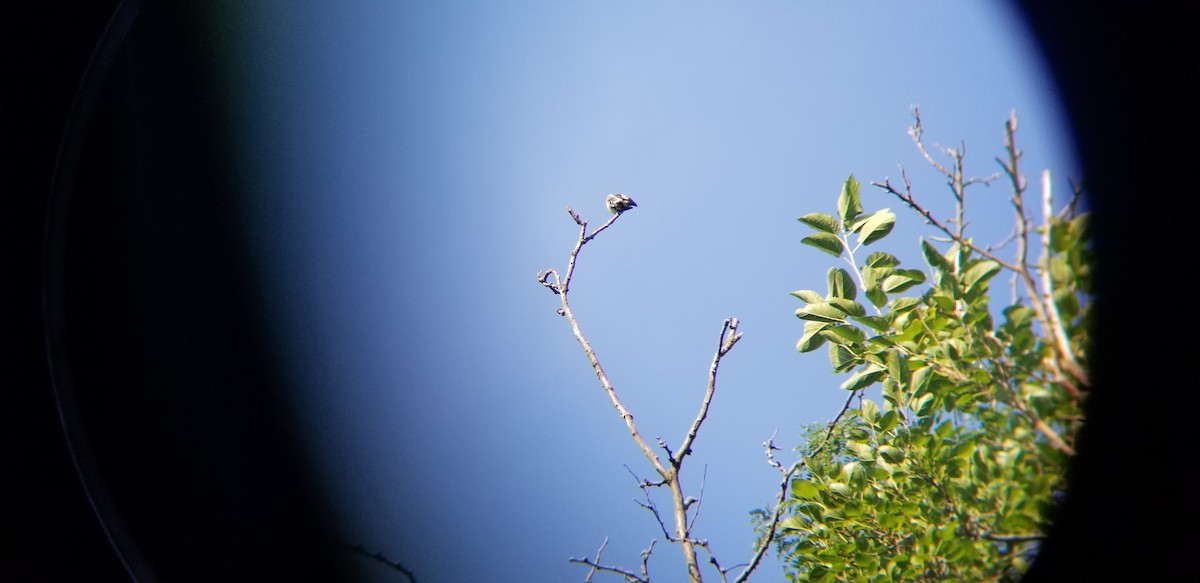 Olive-sided Flycatcher - ML362339311