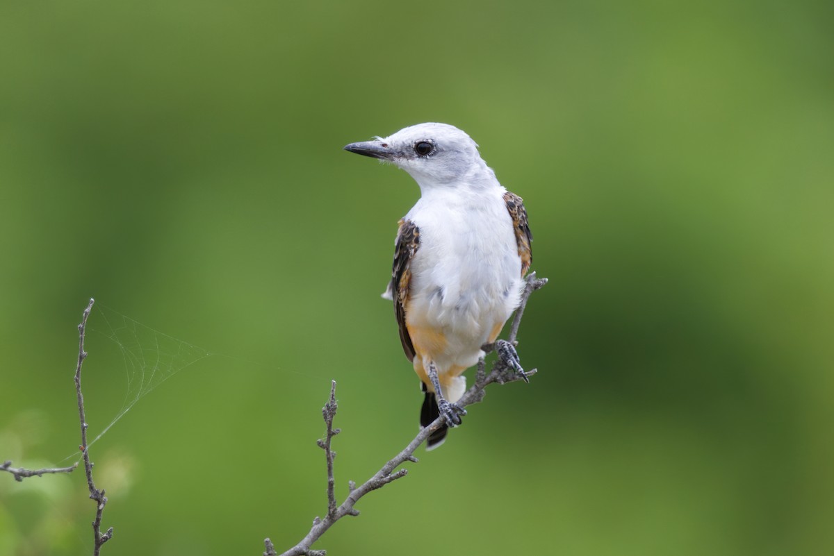 Scissor-tailed Flycatcher - Kyle Elfman