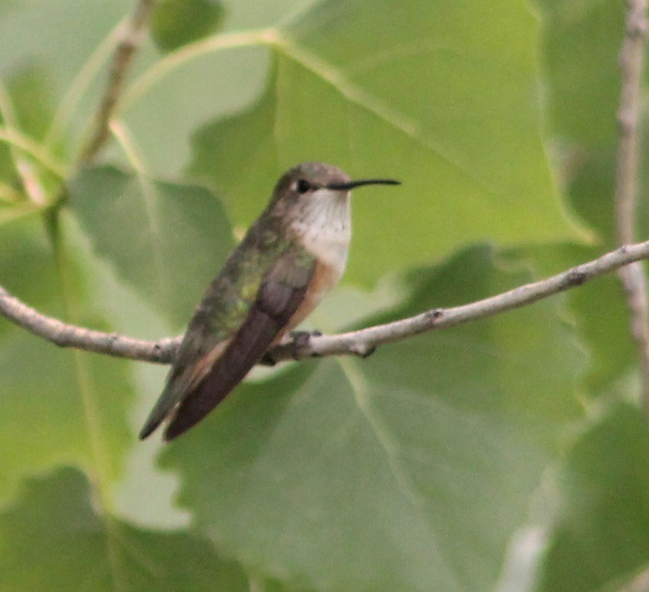 Broad-tailed Hummingbird - ML362343641
