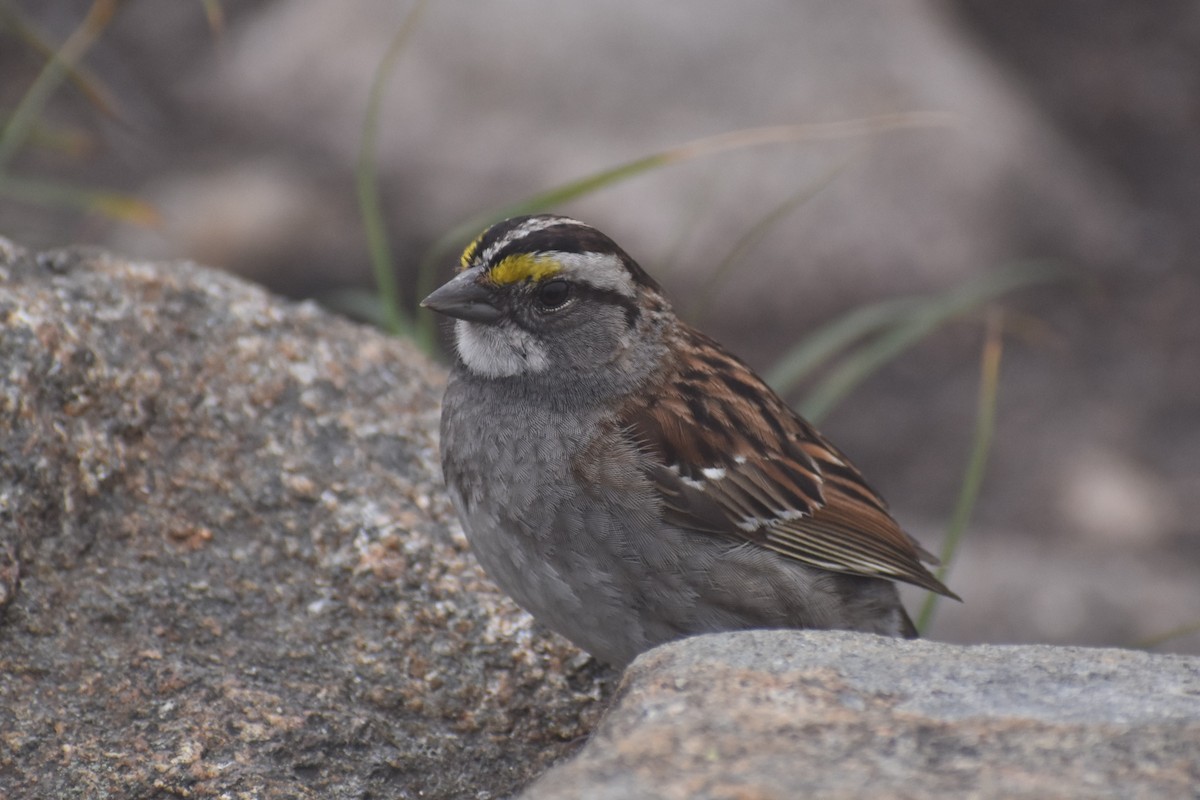 White-throated Sparrow - ML362345101