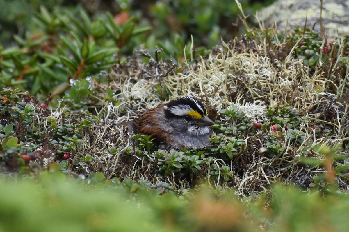 White-throated Sparrow - ML362345111