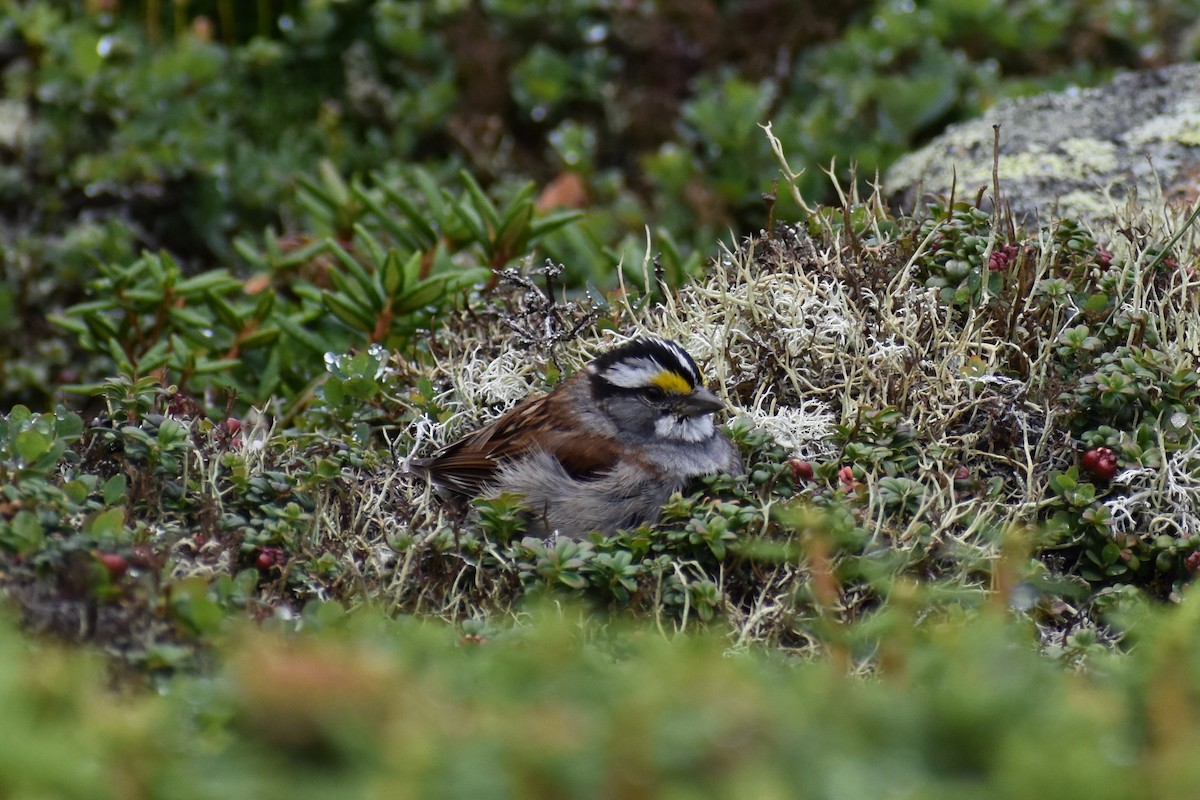 White-throated Sparrow - ML362345121
