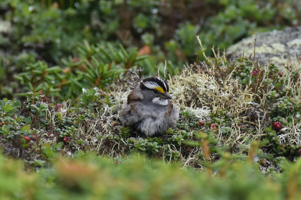 White-throated Sparrow - ML362345131