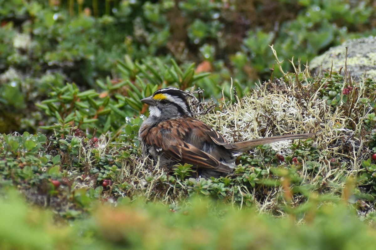 White-throated Sparrow - ML362345141