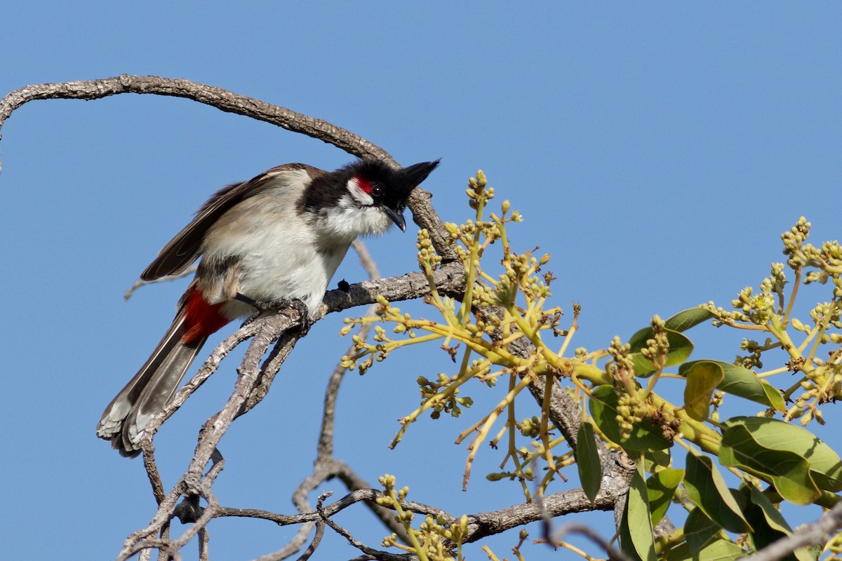 Red-whiskered Bulbul - ML362345431