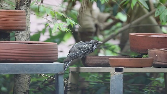 Asian Koel - ML362346911