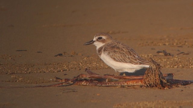 Greater Sand-Plover - ML362347081