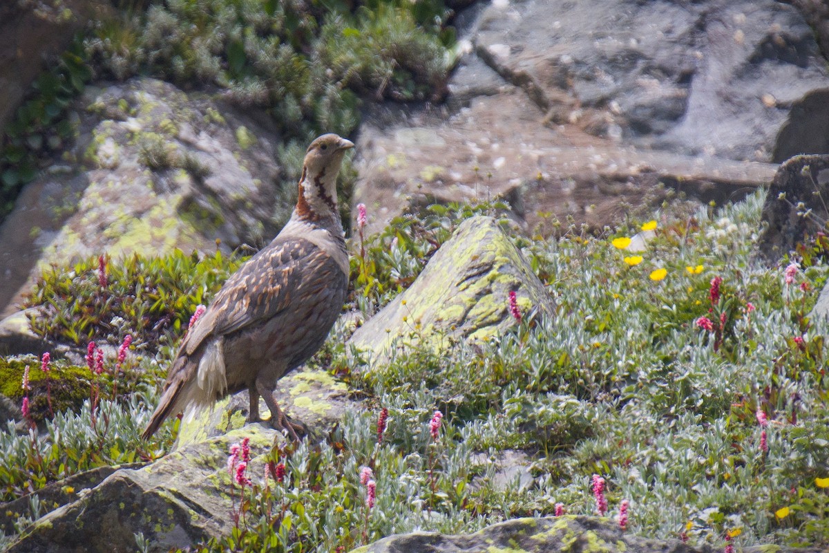 Himalayan Snowcock - ML362347301