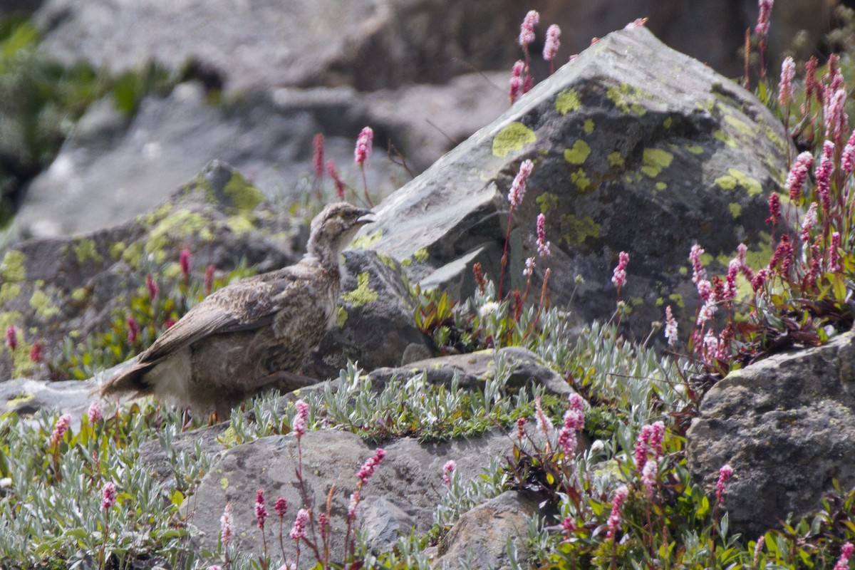 Himalayan Snowcock - ML362347351