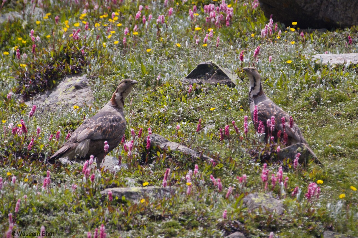 Himalayan Snowcock - ML362347361