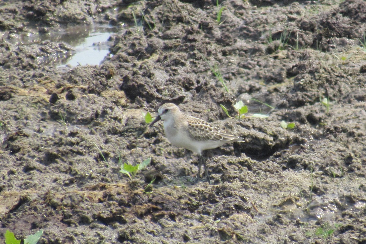 Semipalmated Sandpiper - TWS CWB