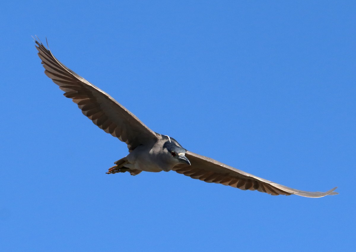 Black-crowned Night Heron - ML362350111