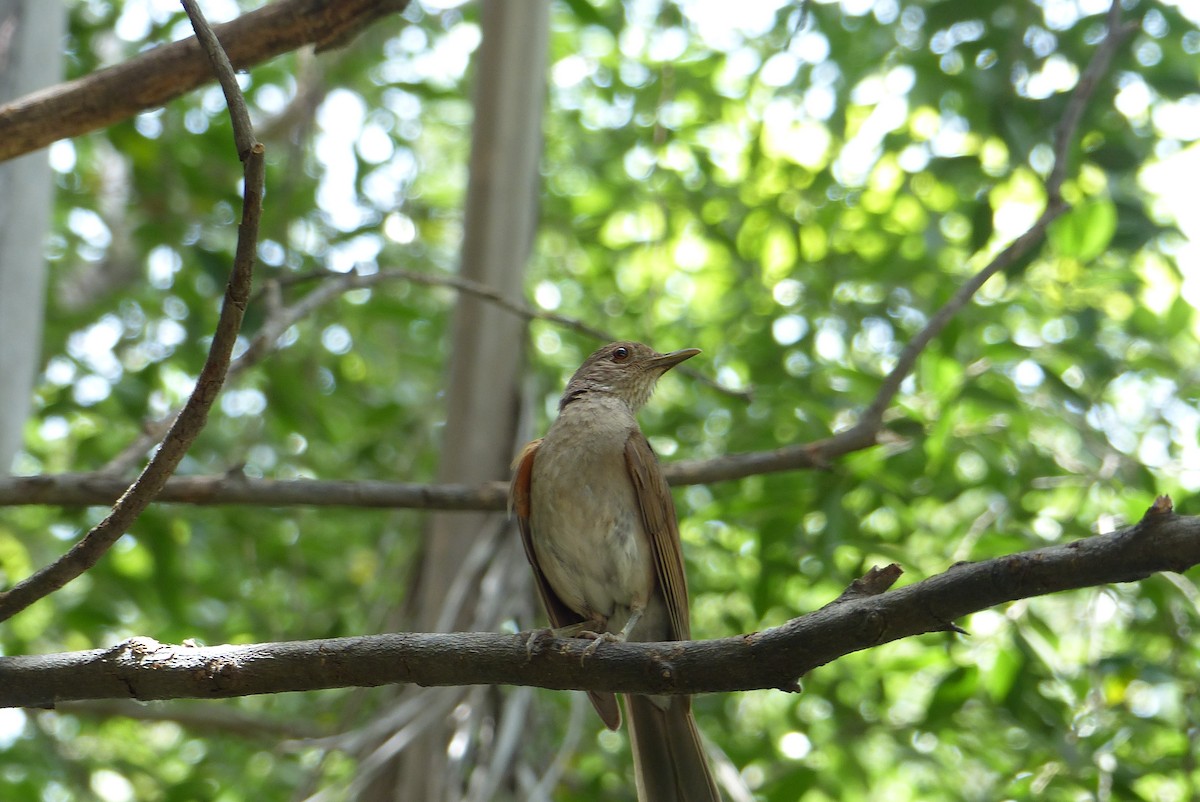 Pale-breasted Thrush - ML362350751