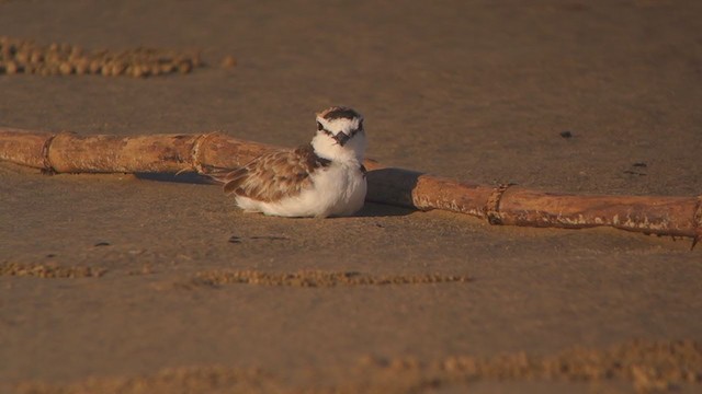 Malaysian Plover - ML362351031