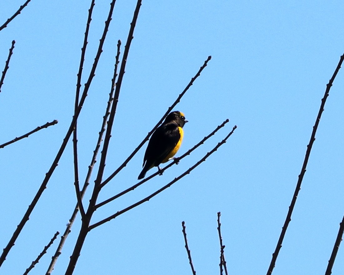 Purple-throated Euphonia - ML362352431