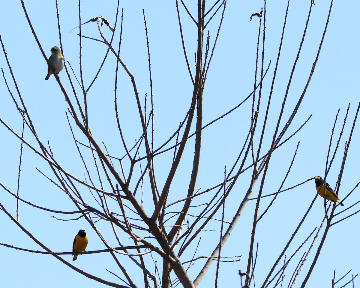 Purple-throated Euphonia - ML362352811