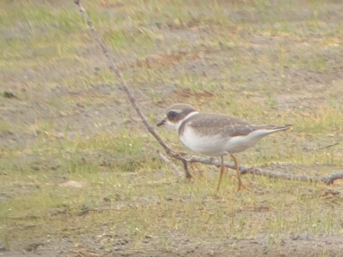 Semipalmated Plover - ML362353321