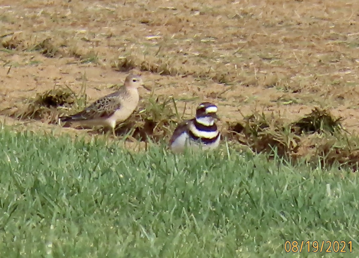 Buff-breasted Sandpiper - ML362353941