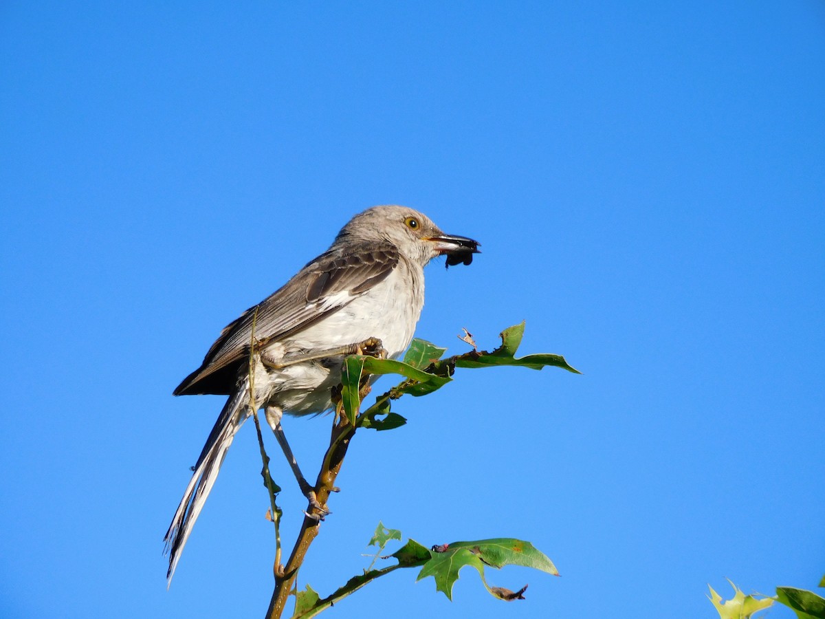 Northern Mockingbird - ML362355281