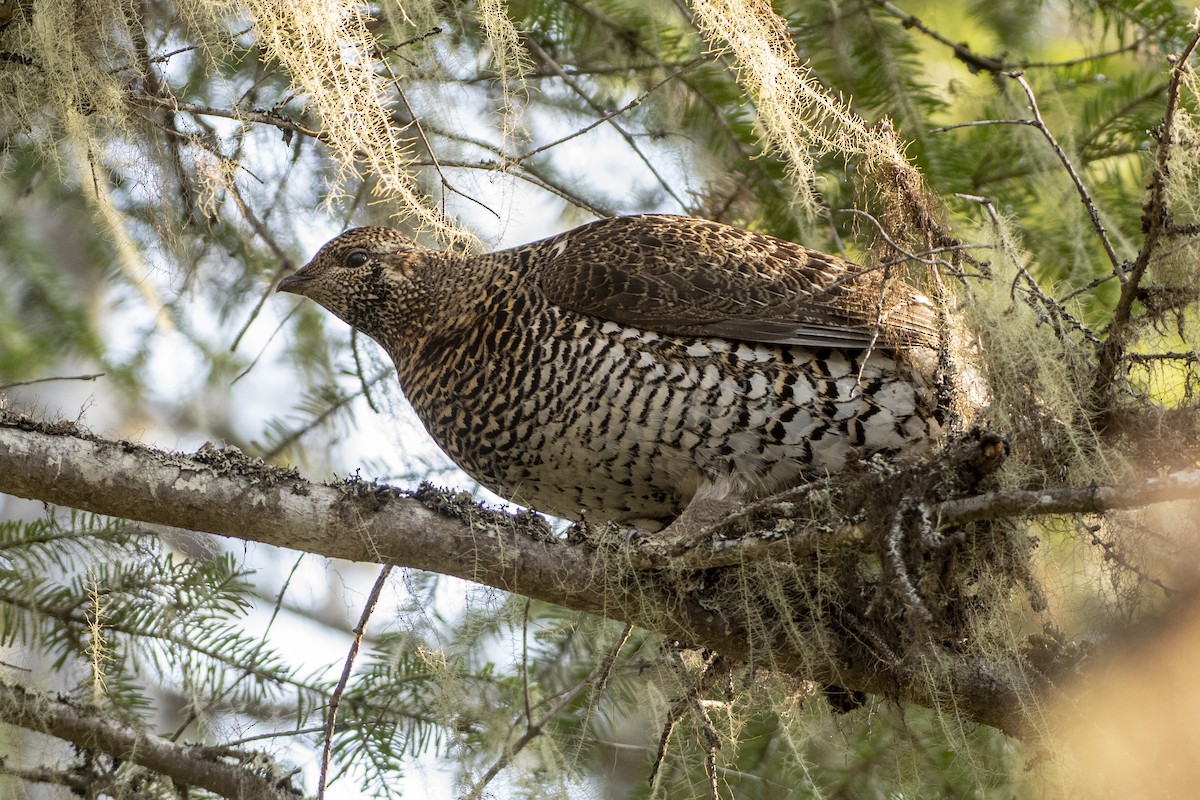 Siberian Grouse - ML362355901