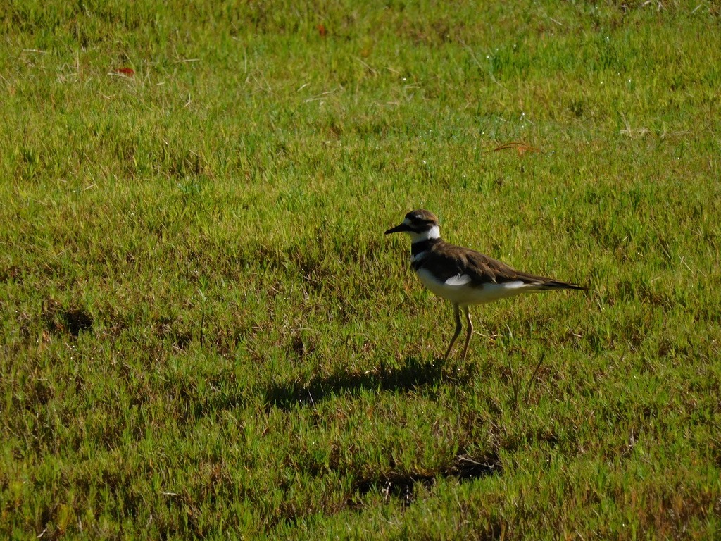 Killdeer - ML362356031