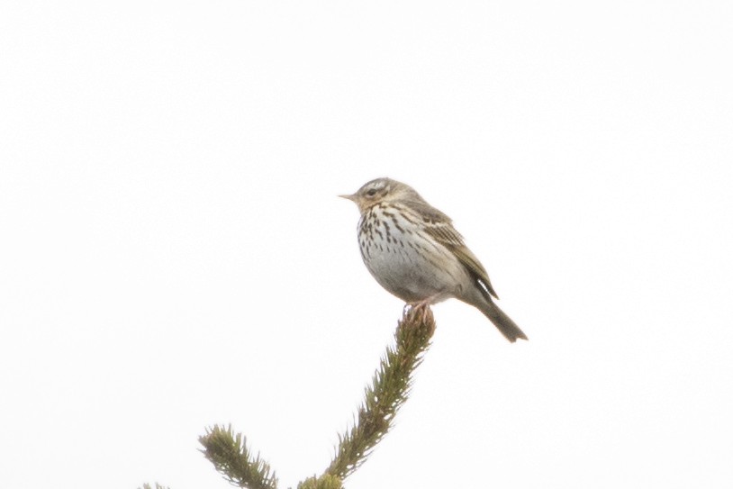 Olive-backed Pipit - Grigory Evtukh