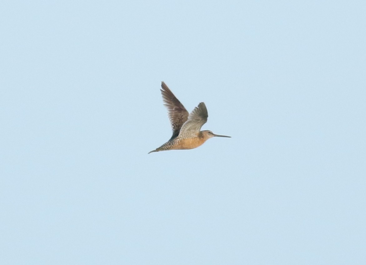 Long-billed Dowitcher - Matthew Eckerson