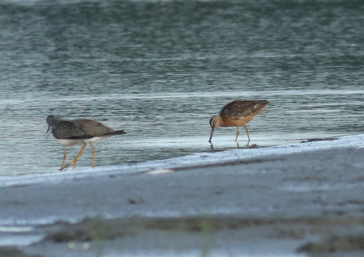 Long-billed Dowitcher - ML362357941