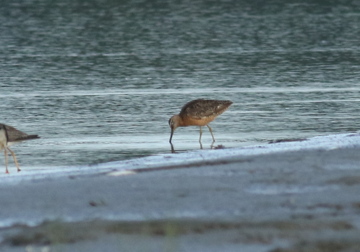 Long-billed Dowitcher - Matthew Eckerson